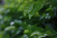 plant-water-droplets-still-life-660237.jpg