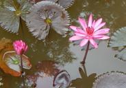 lily-water-lily-waterlily-flower-852590.jpg