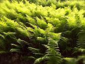 ferns-spring-green-plant-nature-1094445.jpg