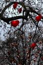 hearts-tree-park-vienna-symbol-1688302.jpg