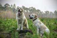 labrador-breed-dogs-animal-animals-805838.jpg