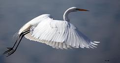 great-egret-bird-wildlife-flying-1082472.jpg