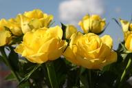 yellow-roses-flowers-beautiful-1563144.jpg