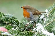 robin-erithacus-rubecula-bird-1149866.jpg