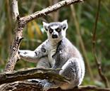 lemur-animal-nature-primate-1486438.jpg