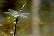 closeup-fly-park-green-autumn-1154745.jpg