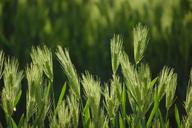 barley-rural-landscape-nature-wheat-1315417.jpg