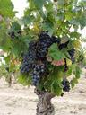 vines-wine-france-wines-harvest-460465.jpg