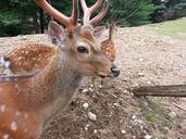 deer-animal-wildlife-wild-zoology-219836.jpg