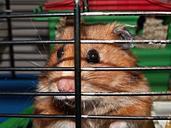 hamster-cage-cheeks-captivity-113069.jpg