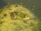 frog-toad-pond-water-568851.jpg