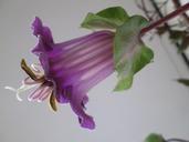 bell-vine-climber-blossom-bloom-487313.jpg