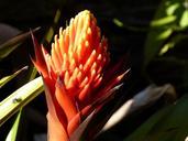 blossom-bloom-tropical-tropics-516780.jpg