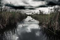 swamp-water-clouds-406311.jpg