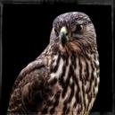 falcon-frame-wild-bird-feathered-58908.jpg