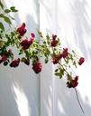 red-roses-bush-white-fence-659955.jpg