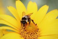 bumblebee-pollen-flower-collecting-413711.jpg