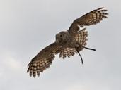 raptor-in-flight-span-wings-heaven-1516992.jpg