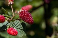 blackberries-berries-fruits-eat-1595463.jpg