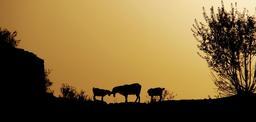 animals-buffalo-against-the-light-288540.jpg