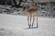 springbok-etosha-watering-hole-246620.jpg