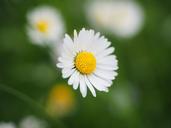 daisy-flower-blossom-bloom-white-1260735.jpg