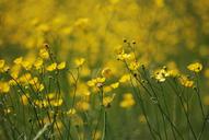 buttercup-ranunculus-meadow-yellow-352443.jpg