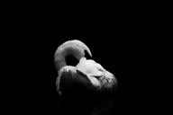 swan-black-and-white-birds-bright-265524.jpg