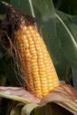 corn-on-the-cob-corn-zea-mays-441279.jpg