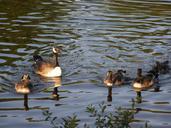 ducks-family-lake-bird-nature-510638.jpg