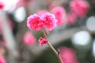 cherry-blossoms-658947.jpg