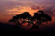 sunset-tree-silhouette-orange-sky-973810.jpg