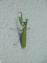 praying-mantis-insect-nature-1289546.jpg