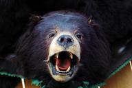 bear-head-brown-bear-black-bear-412411.jpg