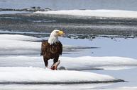 Bald_eagle_feeding_on_a_lake_trout_on_Lewis_Lake.jpg