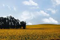 sunflowers-sunflower-nature-yellow-1173418.jpg