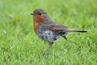 robin-bird-animals-songbird-nature-820992.jpg