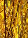 willow-leaves-leaves-silver-willow-10714.jpg