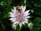 bee-flower-garden-insect-nature-536259.jpg