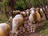 sheep-the-flock-forest-485680.jpg