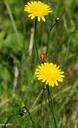 dandelion-weed-flower-nature-plant-373109.jpg