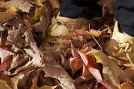 autumn-leaves-fall-leaves-background-954571.jpg