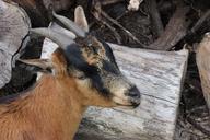 goat-billy-goat-animal-horns-466519.jpg