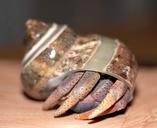 crab-hermit-crab-crustacean-1596882.jpg