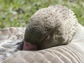 bean-goose-sleeping-feathered-329417.jpg