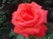 red-rose-bloom-garden-rose-beauty-258034.jpg