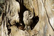 wood-log-rhizome-carving-owl-1033995.jpg