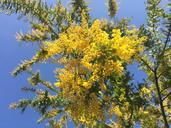 acacia-mimosa-acacia-spring-flowers-685499.jpg