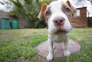 puppy-pitbull-dog-wide-angle-140306.jpg