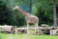 giraffe-zoo-animal-neck-close-612912.jpg